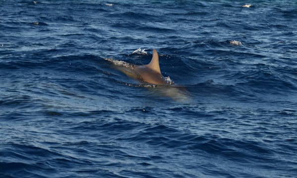 Wild dolphins at Monkey Mia, Shark Bay World Heritage Area