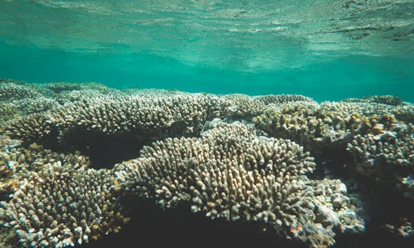Whale shark and snorkeller at Ningaloo Reef