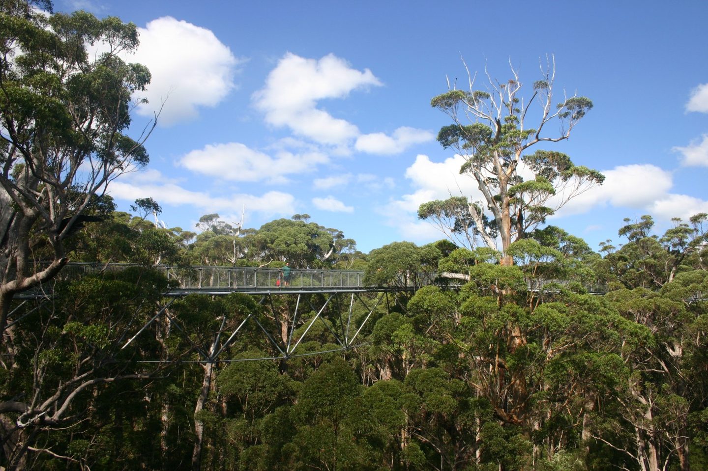 Une passerelle métallique surélevée traverse la cime des arbres dans la Valley of the Giants.