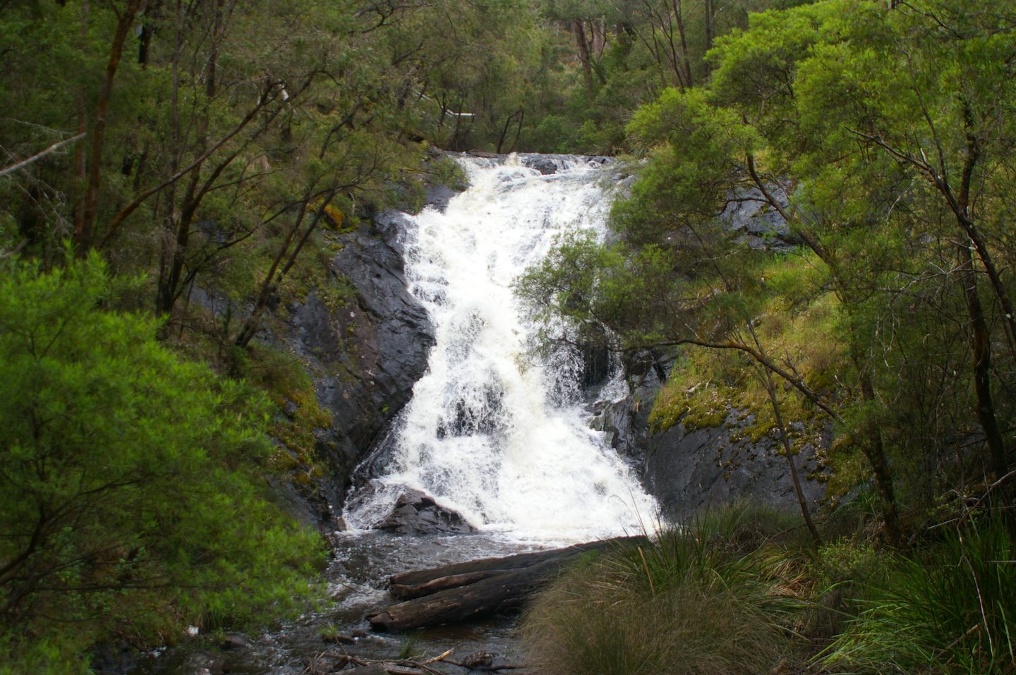 Wasser fließt über Felsen an den Beedelup Falls, umgeben von grünem Wald.