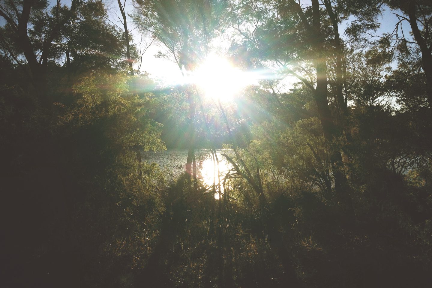 Tief stehende Sonne scheint durch dunkle Bäume am Wasser des Big Brook Dam.