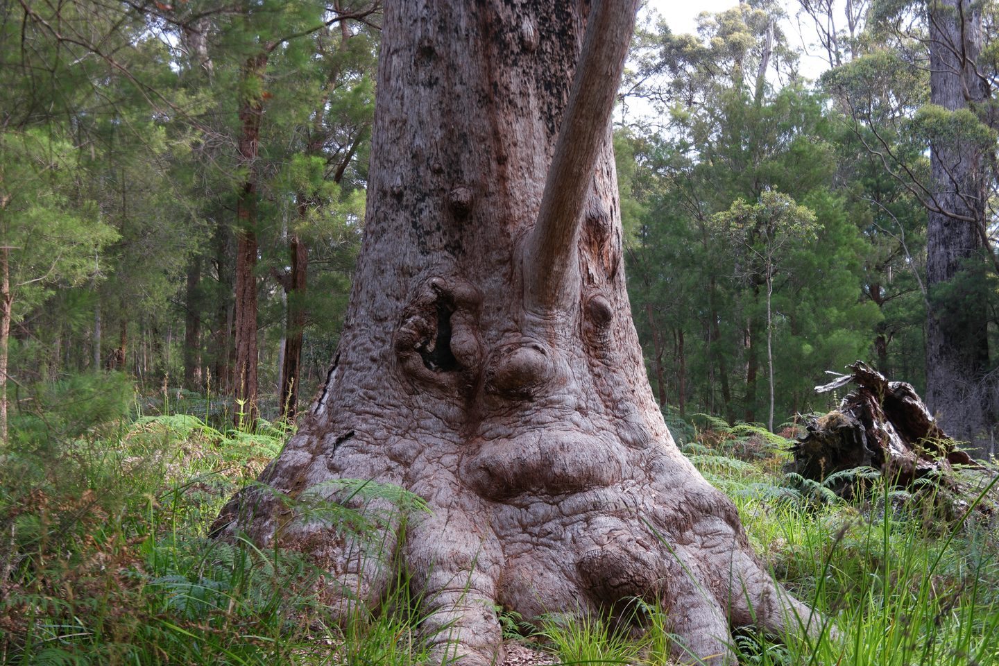 Der breite, strukturreiche Stammfuß eines großen Waldbaums im Valley of the Giants.