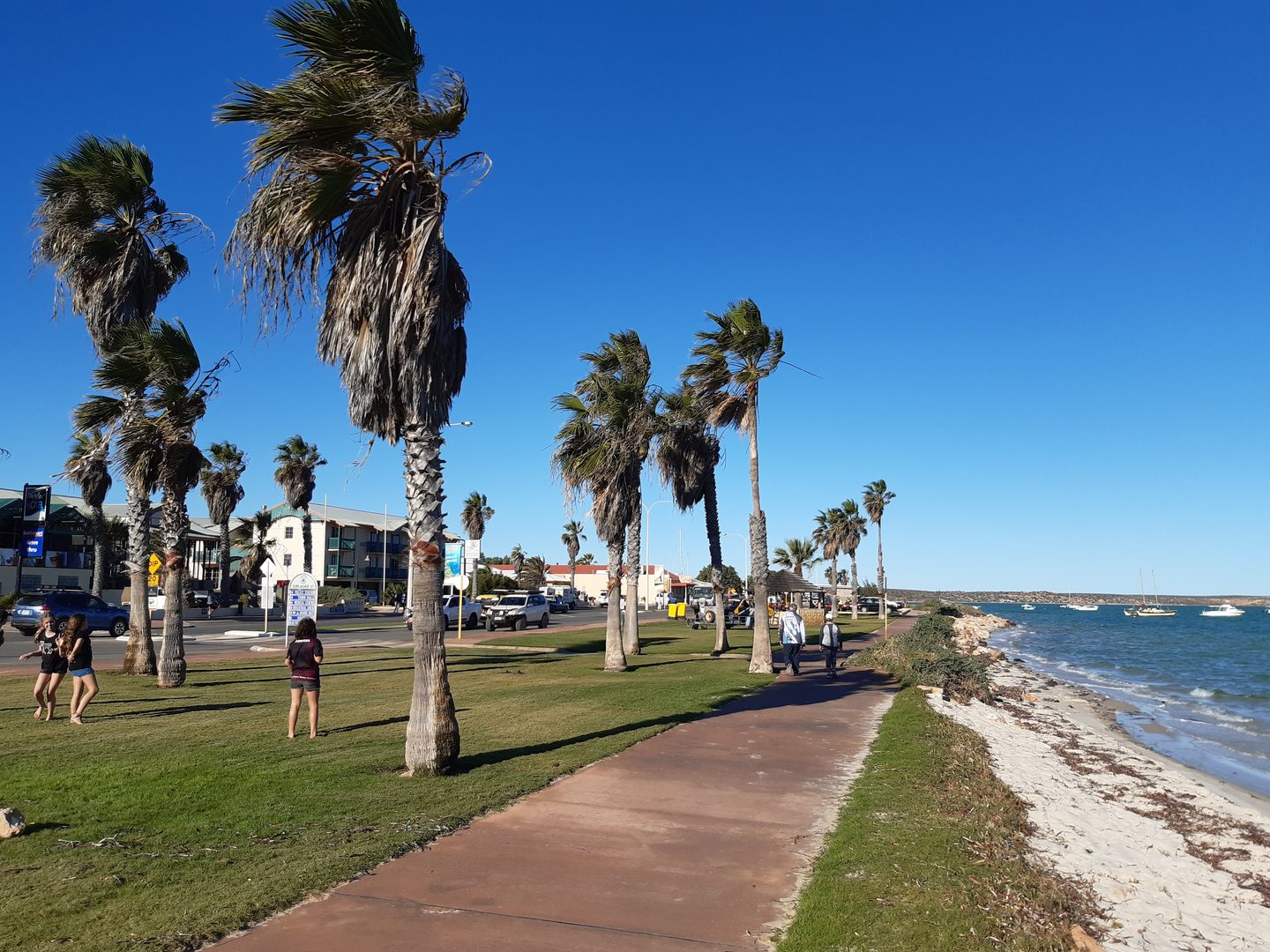 Palm trees beside a paved foreshore path and the beach in Denham.