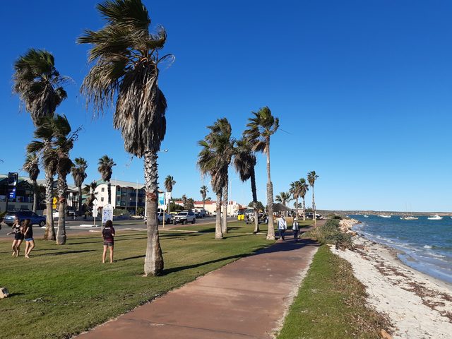 Palm trees beside a paved foreshore path and the beach in Denham.
