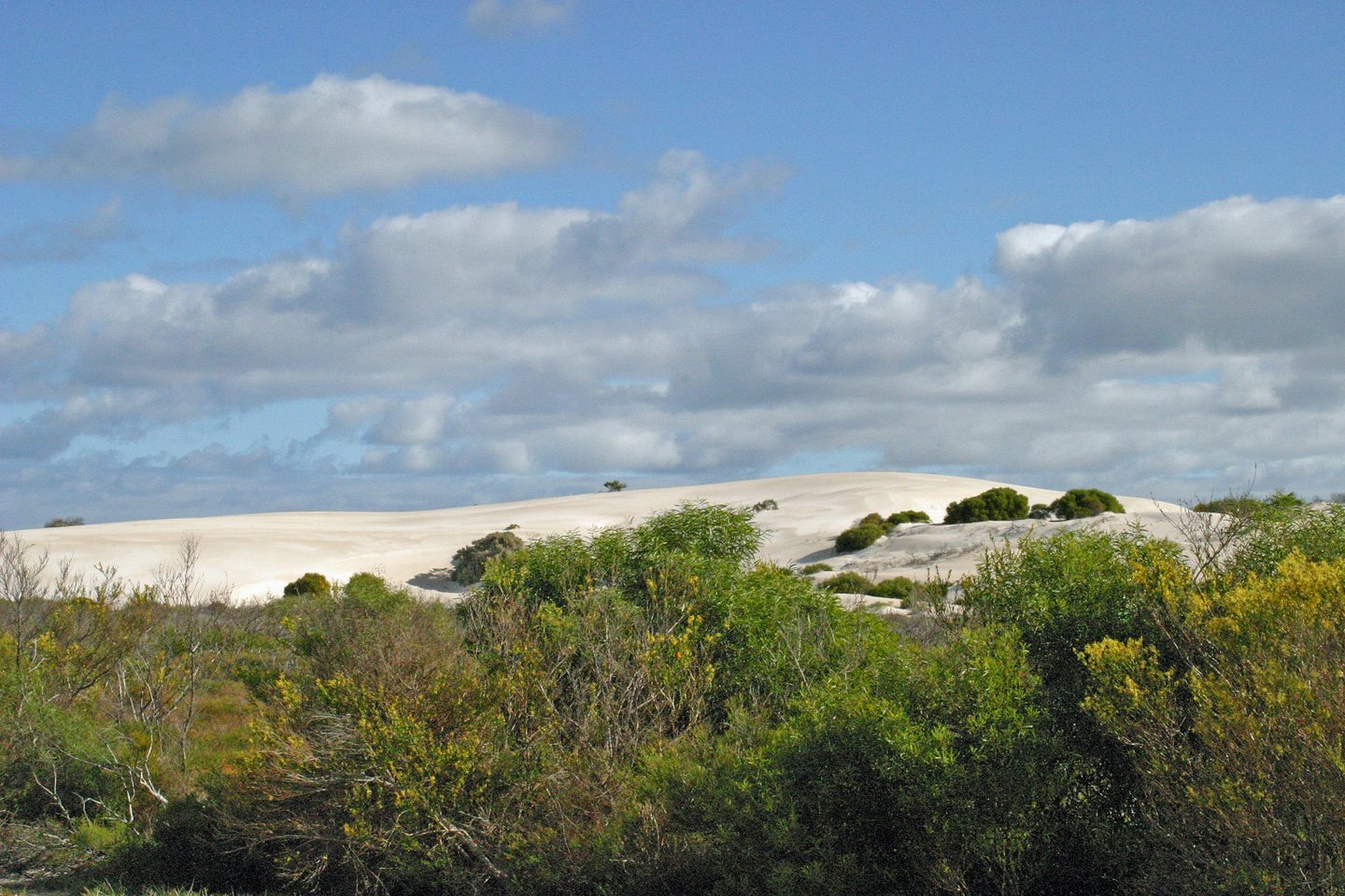 White sand dunes behind low coastal vegetation at Hangover Bay near Cervantes.