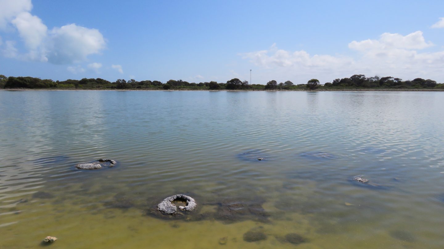 Rounded stromatolites partly exposed in shallow water near the shore of Lake Thetis.