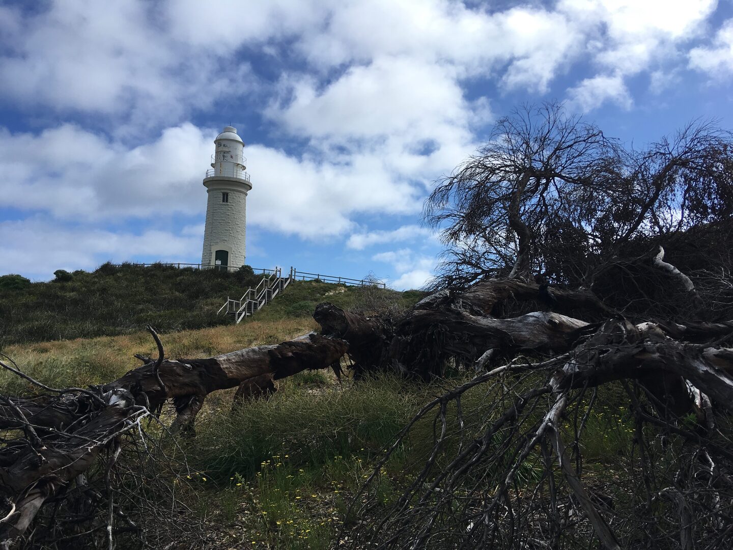 Der weiße Bathurst-Leuchtturm über Küstengebüsch auf Rottnest Island.