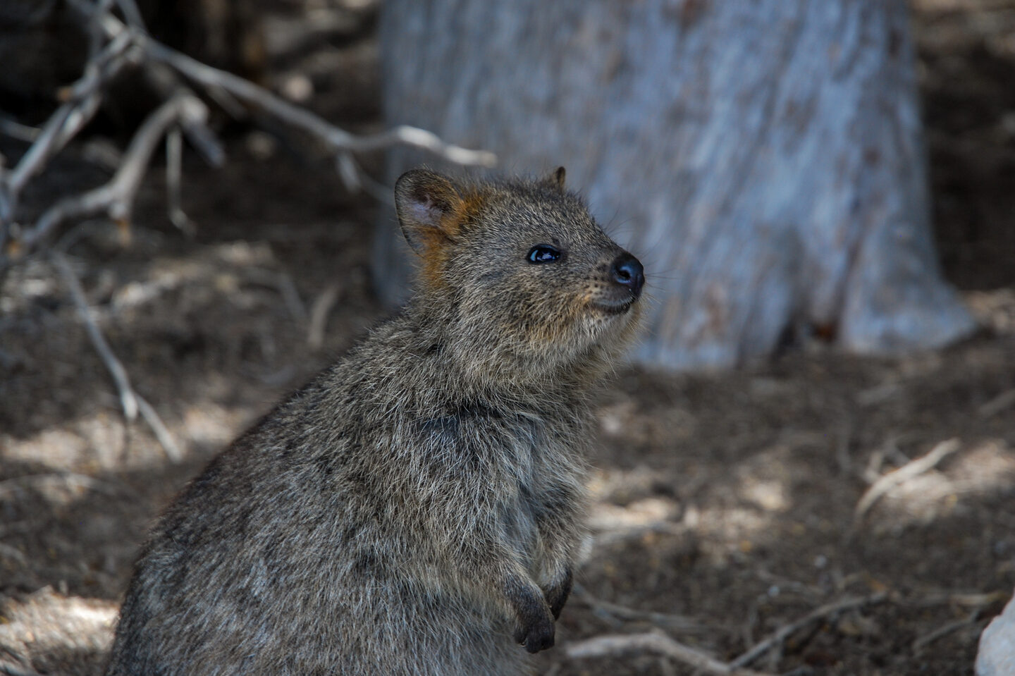 Ein Quokka steht neben einem Baum auf Rottnest Island.
