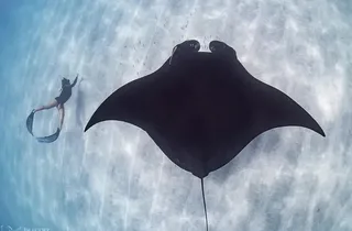 A snorkeller swimming above a manta ray in clear water at Ningaloo Reef