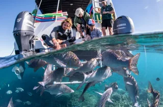 Snorkellers entering clear water from a boat above fish at Coral Bay