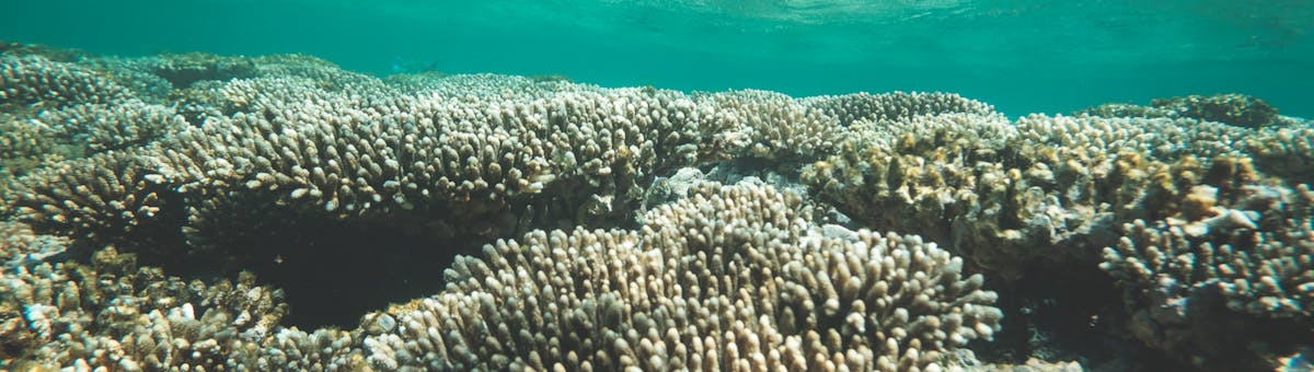 Snorkelling at Turquoise Bay over the fringing reef